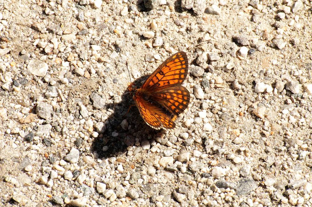 Melitaea phoebe?
